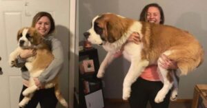 Anche i cani grandi una volta erano piccoli cuccioli: 15 Foto