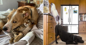 16 foto che mostrano che cani e gatti possono andare d’accordo l’uno con l’altro. Quanto sono teneri!