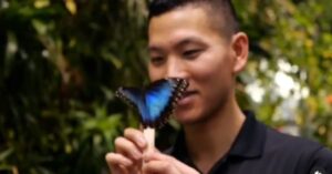 Biologo salva una specie di farfalla dall’estinzione usando solamente il suo cortile