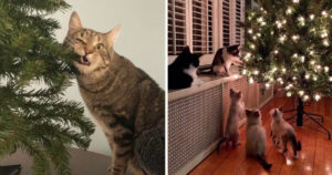 17 gatti che hanno reagito in maniera sorprendente e divertente alla vista degli alberi di Natale.