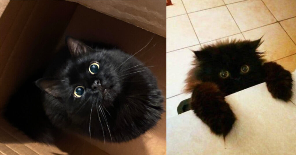 14 adorabili gatti neri che si mostrano in tutto il loro fascino e la loro estrema simpatia