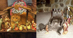 16 simpatici gatti che hanno ravvivato i presepi di casa con la loro presenza.