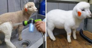 16 Foto che dimostrano come cambiano le cose dopo essere state lavate “a pressione”
