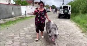 Una donna brasiliana compra un piccolo maialino, ma l’animale finisce per crescere fino a 250 Kg