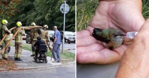 Le persone comuni possono fare la differenza in questo mondo: 15 foto che lo dimostrano