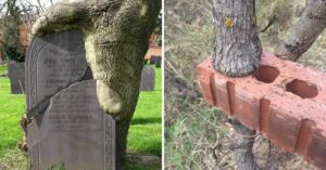 17 alberi robusti che sopravvivono a tutto