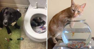 19 Foto di animali che amano farsi notare