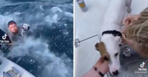 I giovani salvano un cucciolo che stava nuotando alla deriva nell’oceano