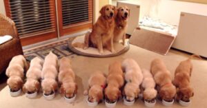 18 Mamme orgogliose che posano con i loro cuccioli