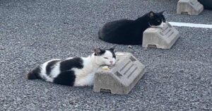 I gatti amano dormire sui blocchi di cemento per il parcheggio, 10 foto simpatiche e divertenti