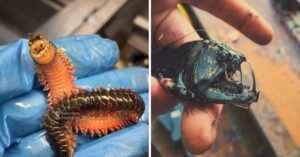 Questo pescatore russo condivide le terrificanti creature degli abissi che trova: 17 Foto