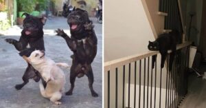 15 immagini divertenti di animali domestici in pose davvero esilaranti