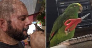 14 Foto di uccellini strani e divertenti