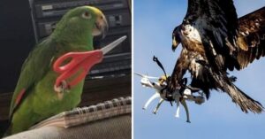 14 Uccellini divertenti che fanno divertire tutti