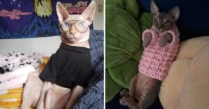 16 foto divertenti di gatti Sphynx che sembrano dei veri alieni
