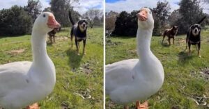 Oca cresce con un gruppo di cani e oggi abbai anche insieme a loro