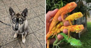 20 foto che dimostrano quanto sia colorata la natura