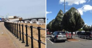 20 foto di strani insetti avvistati in città