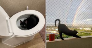 17 foto che mostrano che i gatti neri non portano sfortuna ma sono portatori di tanta dolcezza
