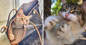 16 foto amatoriali di gatti che hanno destato molta curiosità su Instagram
