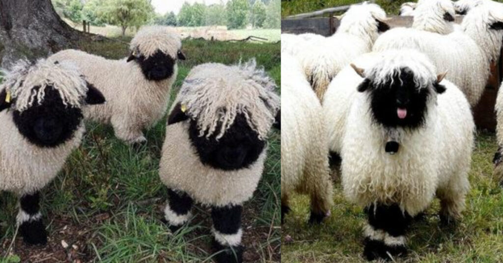 25 pecore “Valais Blacknose Sheep” che alcuni trovano carine e altri terrificanti