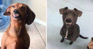 12 foto esilaranti di cani che sorridono in maniera sorprendente