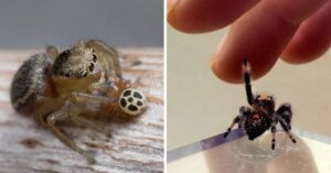 23 ragni graziosi che non sarebbero visti di buon occhio da un aracnofobo