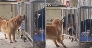 L’astuto golden retriever apre le gabbie dei suoi amici e li libera. Hanno festeggiato giocando