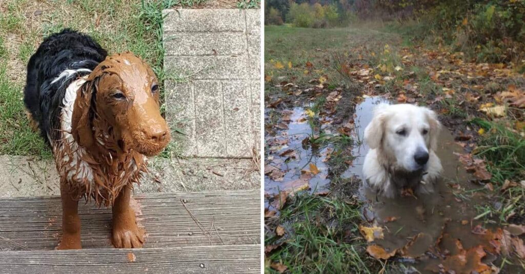 19 cani che adorano giocare con il fango per la gioia dei padroni