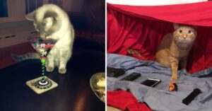 Chi comanda? 16 gatti viziati che l’hanno avuta vinta sui loro amici umani.