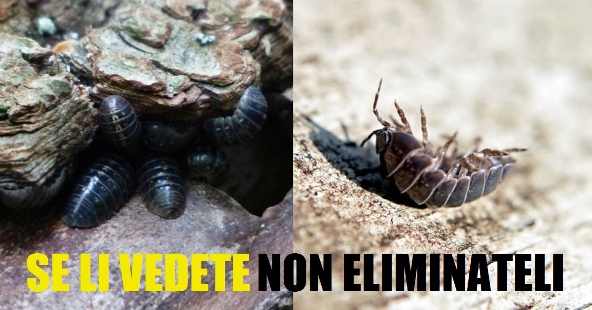I porcellini di terra sono importanti per il suolo se li vedete non eliminateli I porcellini di terra sono importanti per il suolo se li vedete non eliminateli