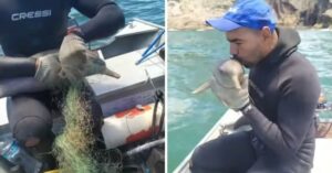 Un cucciolo di delfino si avvicina ad una barca per chiedere di essere salvato