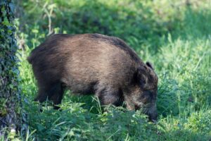 Come comportarsi durante un attacco di cinghiale?