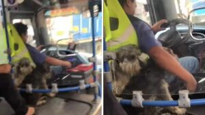 Il conducente riceve elogi dai passeggeri quando viene visto guidare con i suoi cani