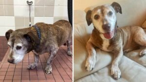 L’anziano cane ha aspettato 11 anni per strada prima che la sua vita cambiasse