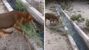 Il cane rimuove le erbacce da un canale di irrigazione per aiutare il suo proprietario