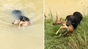 Cagnolino eroe salva un cervo dall’annegamento in un fiume (Video)