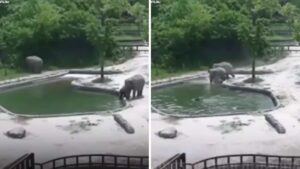 Il branco di elefanti si precipita a salvare un cucciolo caduto in acqua che stava annegando