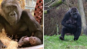 Mamma gorilla commuove il mondo mentre svela il suo bambino e lo tiene amorevolmente tra le sue braccia