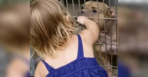 Il pitbull rinchiuso viene salvato da una bambina di 2 anni: che tenera amicizia (Video)