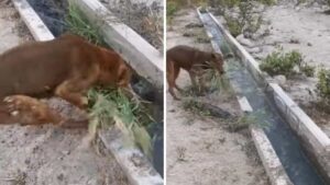 Il cane rimuove le erbacce da un canale di irrigazione per aiutare il suo proprietario (VIDEO)