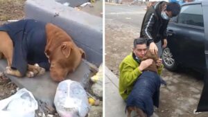 La famiglia piange quando si riunisce con il cucciolo smarrito, che ha trascorso 5 mesi vivendo per strada (Video)