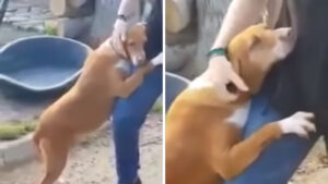 Video: Reporter adotta un cane che lo abbraccia