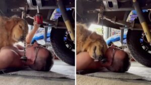 Il cane striscia sotto l’auto del papà meccanico per coccolarlo mentre lavora