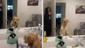 Il cucciolo trova il proprietario attraverso lo specchio mentre gioca a nascondino (Video)