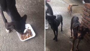 Il giovane dà da mangiare a un cucciolo senzatetto e poi porta i suoi amici a dar da mangiare anche a loro
