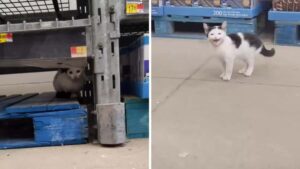 Una donna trova un gattino al Walmart e decide di dargli una vita migliore