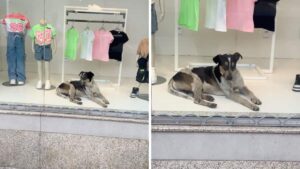 Un cane senzatetto è entrato in un negozio e si è sdraiato a riposare in vetrina: “La modella più bella”