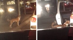 L’auto si ferma per adottare un cucciolo che ha chiesto aiuto ad un semaforo