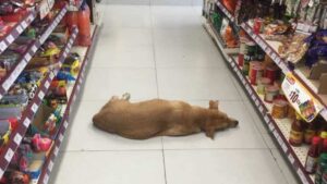 Un negozio apre le porte ad un cane randagio in fuga dalla terribile ondata di caldo